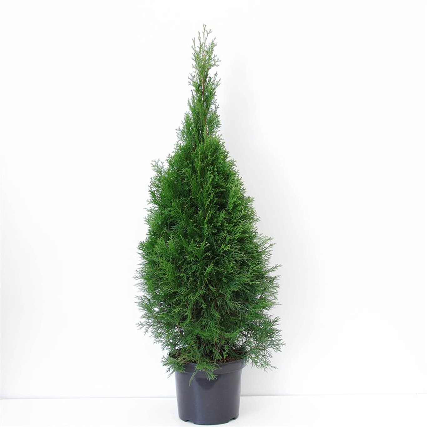 Thuja occ. 'Smaragd' - C7.5 80-100 CM